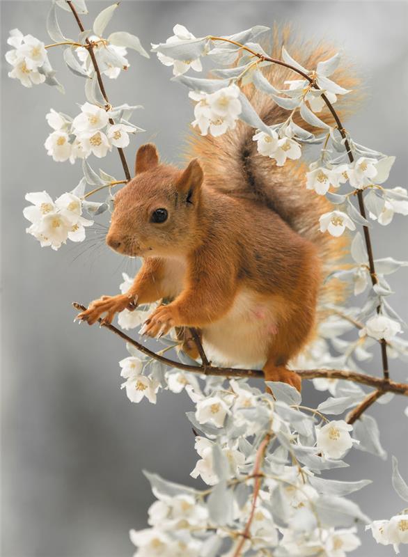 Geert Weggen kuvasi oravia leikkivien kukkien välissä keväällä