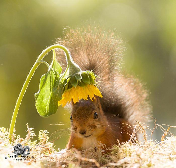 Orava valokuva Geert Weggen syksyn auringonkukan kauniissa valokuvassa