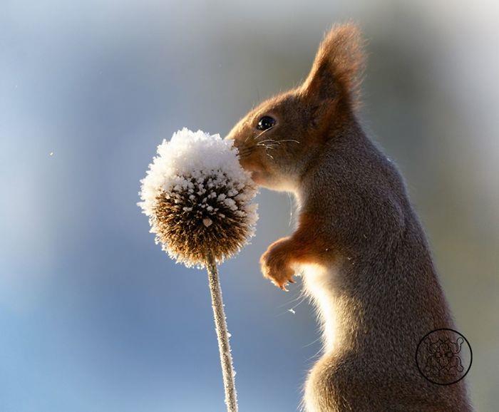 Oravat valokuvaavat Geert Weggenia talvella auringossa kuivatusta kasvista