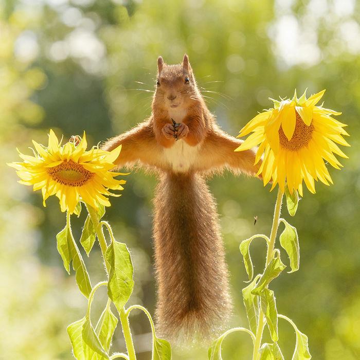 Oravat valokuvaavat Geert Weggenin leikkimässä auringonkukilla kesällä