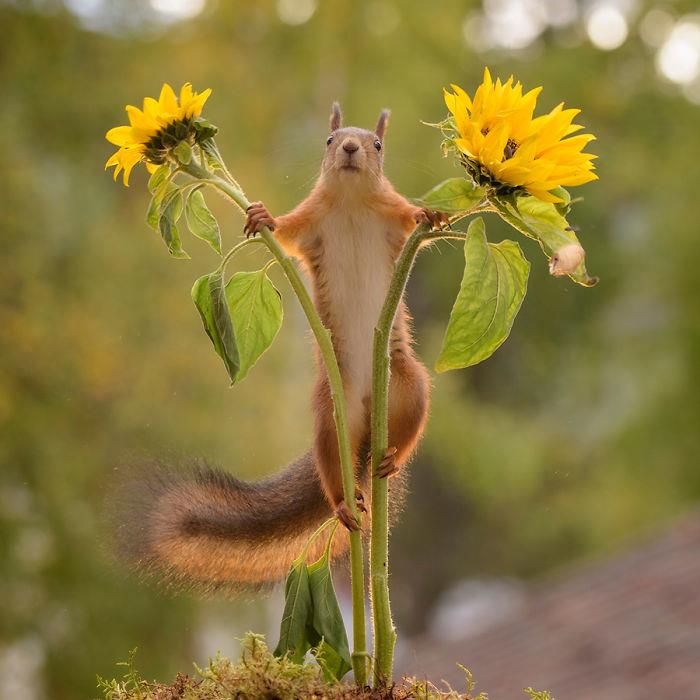 Orava kuvasi Geert Weggenia leikkimässä kahden auringonkukan kanssa
