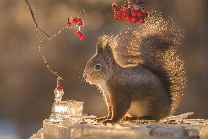 Oravat valokuvaavat Geert Weggenin punaisia ​​marjoja talvella