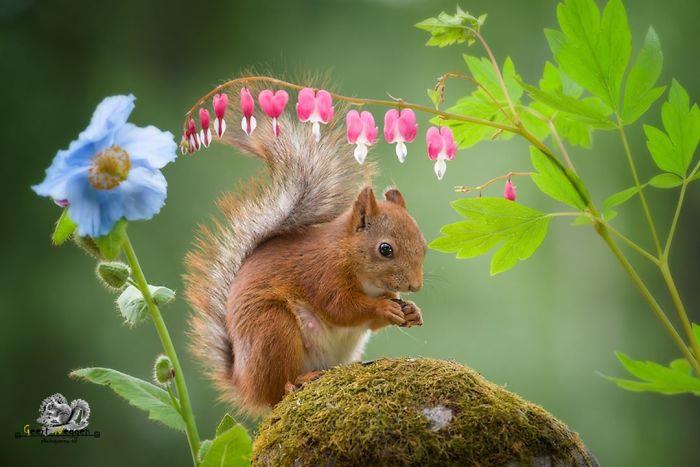 Orava valokuvaa Geert Weggenia etsien kauniita kukkia pähkinä löytyi siemeniä