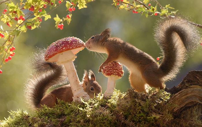 Oravat valokuvaavat Geert Weggenin loistavan motiivikuvan kahden jyrsijän sienestä