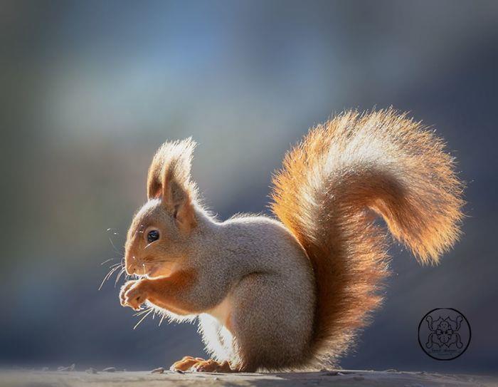 Oravat kuvaavat Geert Weggenin tyypillistä kehon asentoa