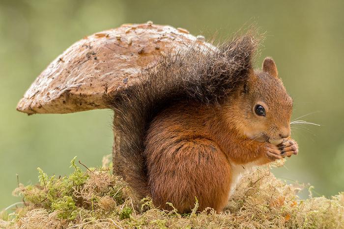 Kuva oravasta, joka nappaa suuren sienen Geert Weggenin alla