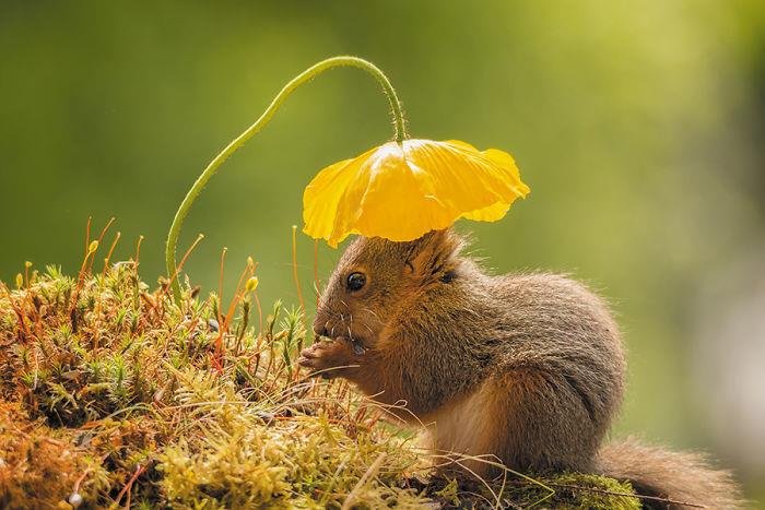 Geert Weggen valokuvaa oravia seisomassa keltaisen unikon alla