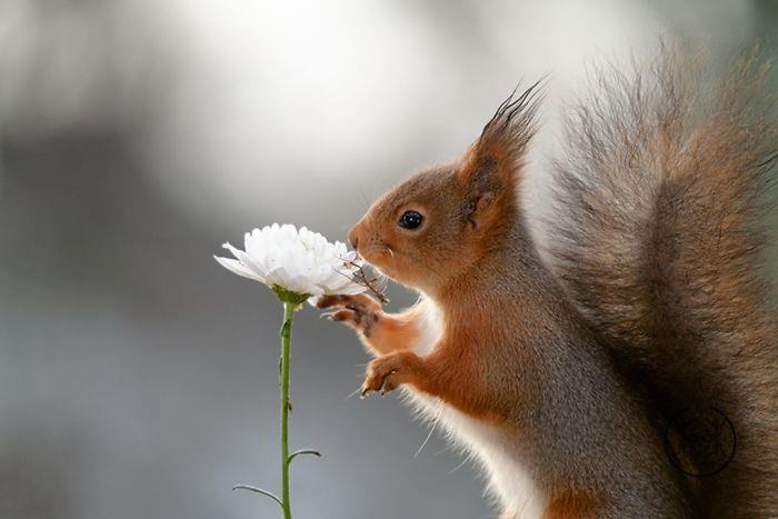 Orava, joka kuvaa Geert Weggenin valkoista kukkaa ja osoittaa kiinnostusta siihen