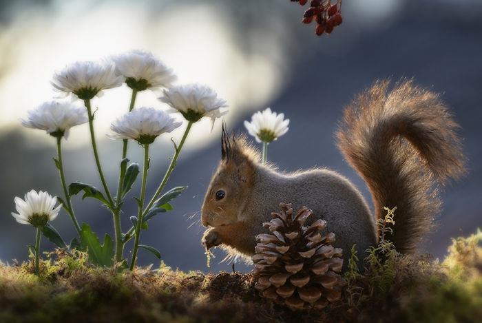 Orava -kuva Geert Weggen, valkoinen krysanteemi -mänty