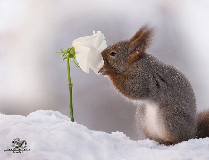 Orava -kuva Geert Weggen valkoinen ruusu lumessa
