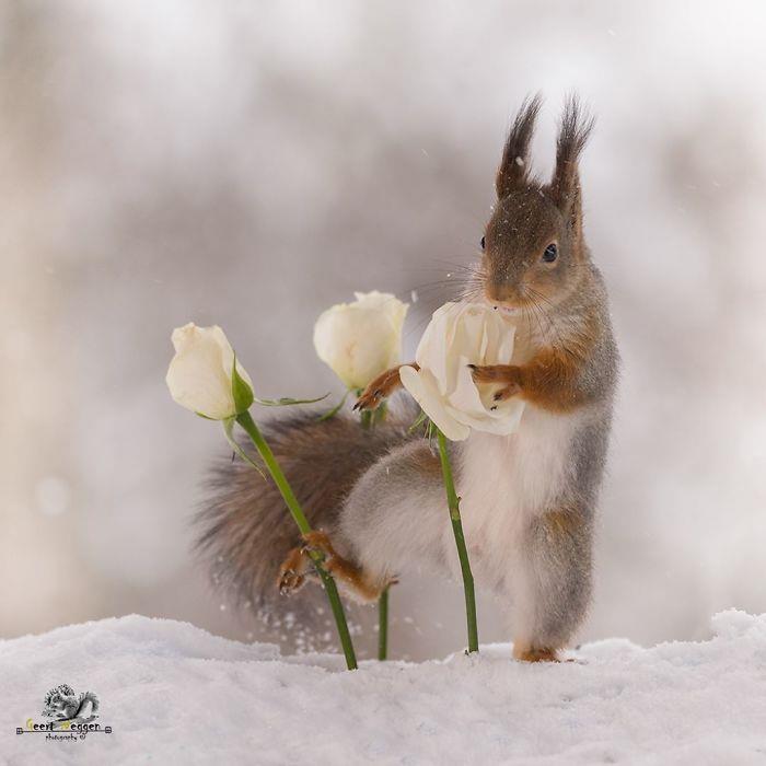 Oravat valokuvaavat Geert Weggenin valkoisia ruusuja lumessa