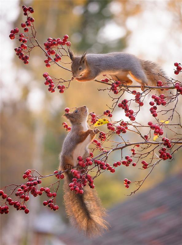 Geert Weggen kuvasi oravia kaksi pientä pensashäntää ruusunmarjan oksaa