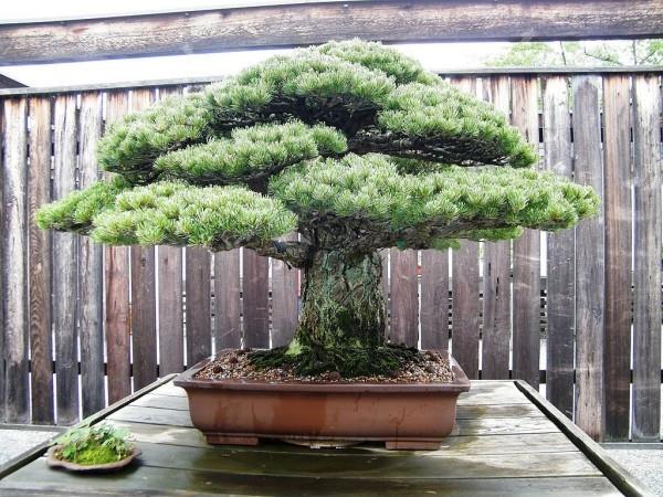 Aita ja sen edessä - bonsai -puu