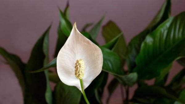 Yksilehtinen herkkä valkoinen kukka ilmaa puhdistava huonekasvi kaunis huoneen sisustus