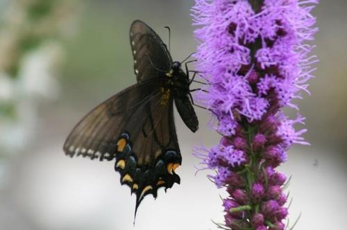 Houkuttele perhosia puutarhan muotoisiin kasveihin perhosia violetteja kukkia