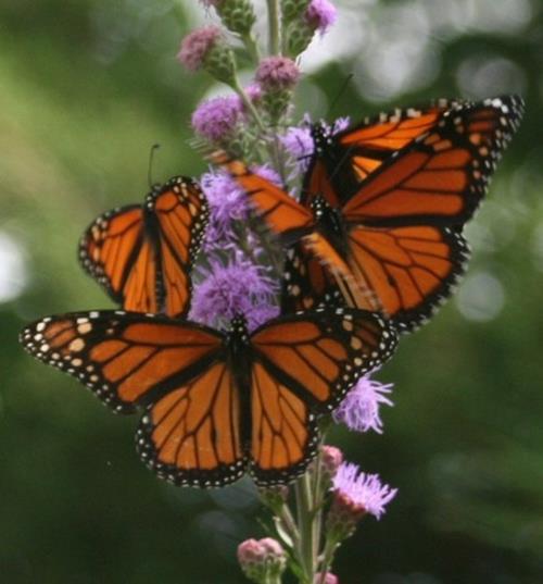 Houkuttele perhosia puutarhaan muotoilemaan perhosia värikäs amerikkalainen hallitsija