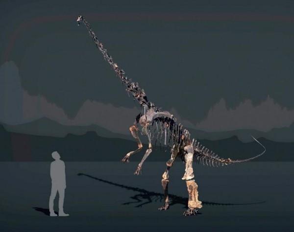 Ainutlaatuinen Diplodocus -luuranko, jossa on ihoa, myydään huutokaupassa 6 metriä korkea ja 12 metriä pitkä