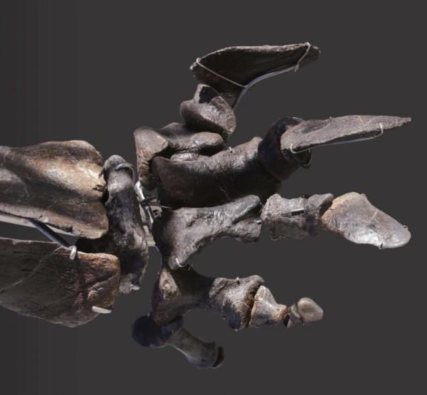 Ainutlaatuinen Diplodocus -luuranko, jossa on iho, huutokaupataan jalkaluiden fossiilisena