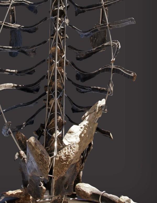 Ainutlaatuinen Diplodocus -luuranko, jossa on ihoa, huutokaupataan kylkiluun ja selkärangan fossiileiksi