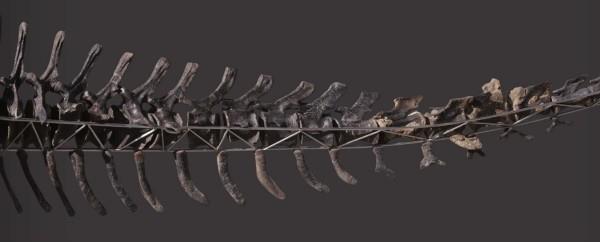 Ainutlaatuinen Diplodocus -luuranko, jossa on iho, huutokaupataan hännän kokonaan nikamaluista