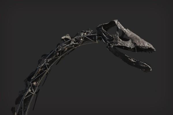 Ainutlaatuinen Diplodocus -luuranko, jossa on ihoa, huutokaupataan laihalta kaulalta ja pääkalloilta