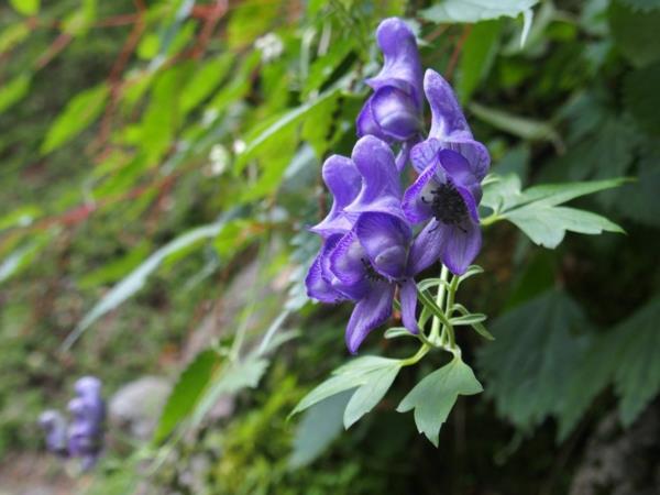 Monkshood syksy kasvit puutarha kestäviä kasveja