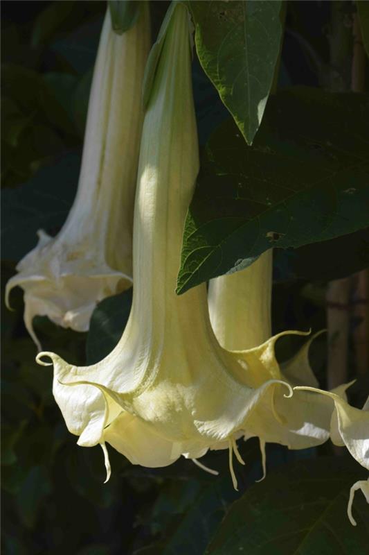 Enkelin trumpetti valkoinen kukka
