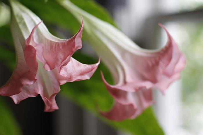 Angel's Trumpet valkoinen vaaleanpunainen lähellä