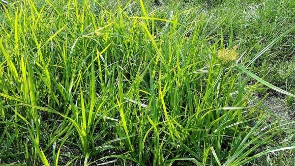 Tiikeri pähkinät ruoho kasvi