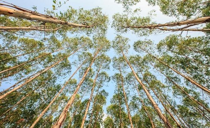Eukalyptuspuut voittavat kestävää puuta