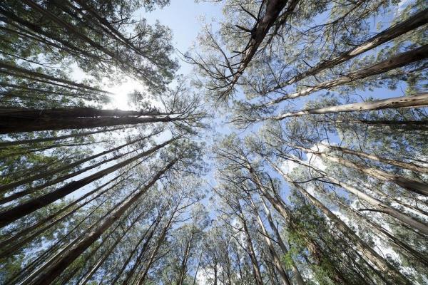 Vinkkejä eukalyptushoitoon harrastajapuutarhureille - yleiskatsaus puristisista koristekasveista Australiassa
