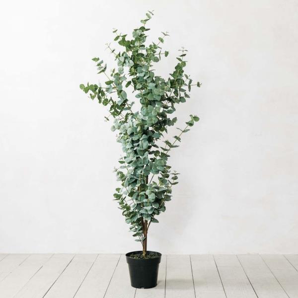 Eukalyptushoidon vinkkejä harrastuspuutarhureille - yleiskatsaus puristisista koristekasveista, suurista puista pienissä ruukuissa