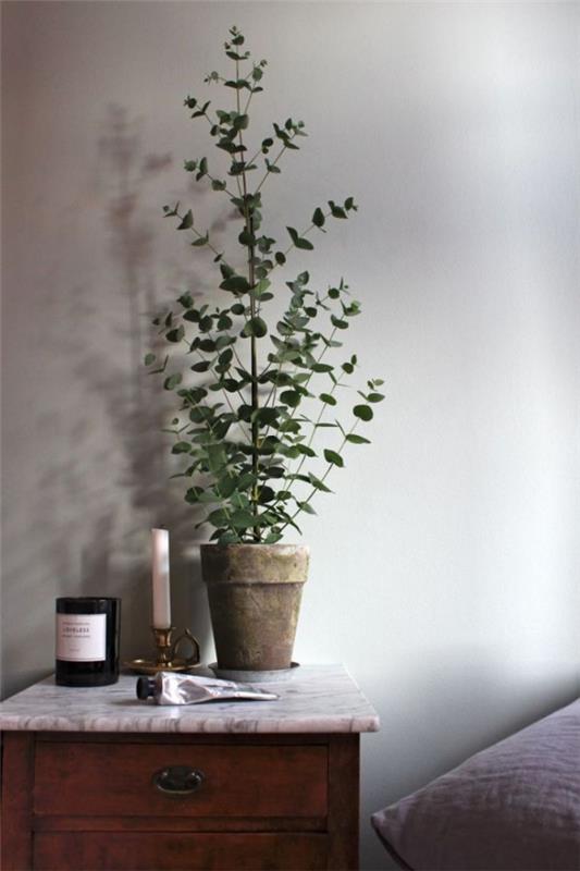 Eukalyptushoidon vinkkejä harrastuspuutarhureille - yleiskatsaus puristisista koristekasveista