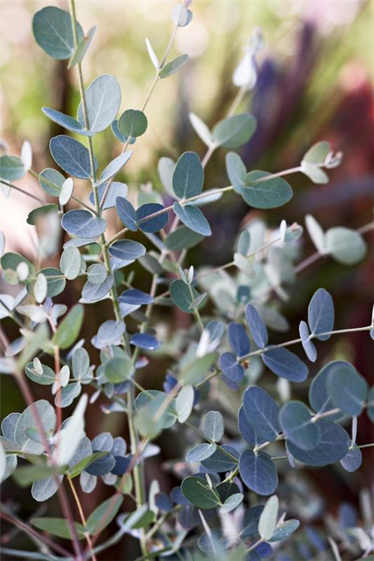 Eukalyptushoidon vinkkejä harrastuspuutarhureille - yleiskatsaus puristisista koristekasveista, kauniista oksista, hopeanvihreästä