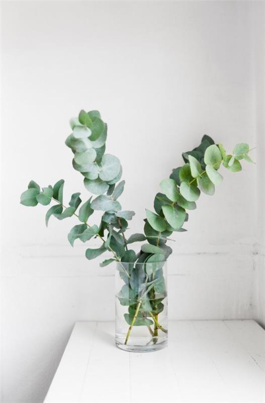 Eukalyptushoidon vinkkejä harrastuspuutarhureille - yleiskatsaus puristisista koristekasveista leikatuista oksista deco maljakko