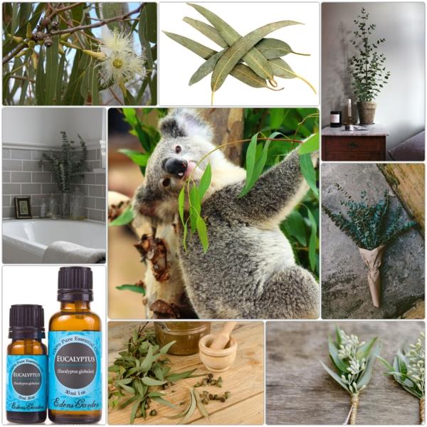 Vaikutus eukalyptuspuun terveelliseen elämään