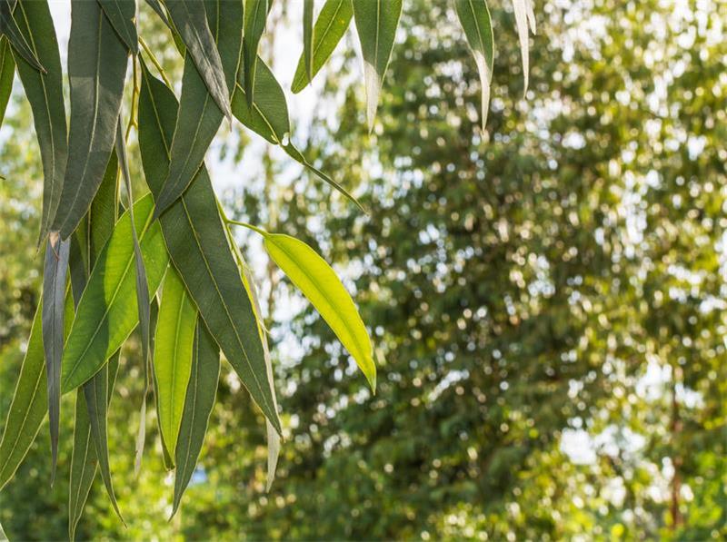 Eukalyptus on Australian tunnetuin lääkekasvi