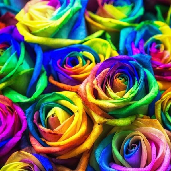 Värien symboliikka ruusujen värisekoitus keinotekoisesti värjättyjä ideoita