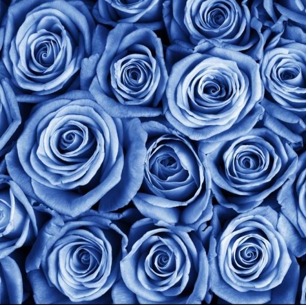 Ruusujen sinisen ruusun värisymboli edustaa erittäin tehokkaasti ylellisyyttä ja kapinaa