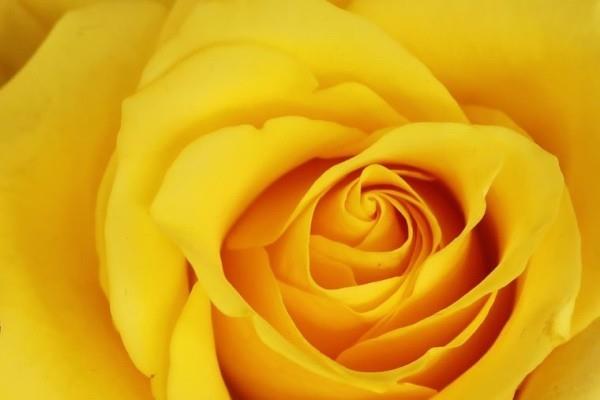 Ruusujen värillinen symboli keltainen ruusu symboloi mustasukkaisuutta