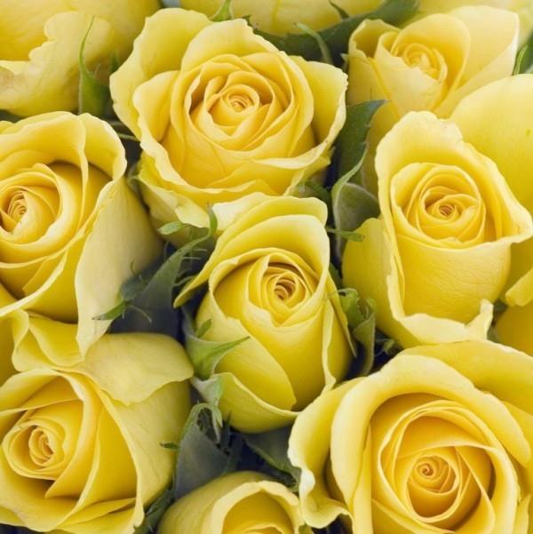 Ruusujen värillinen symboliikka keltaiset ruusut ristiriidassa merkityksen kanssa