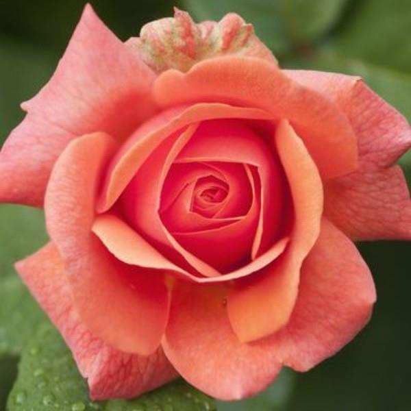 Värien symboliikka ruusuja kyllästetty vaaleanpunainen vivahde Kauneus luonnosta