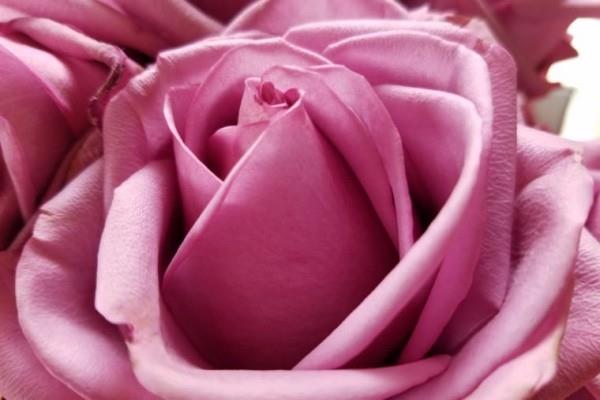 Värien symboliikka ruusuja kyllästetty vaaleanpunainen vivahde ideoita