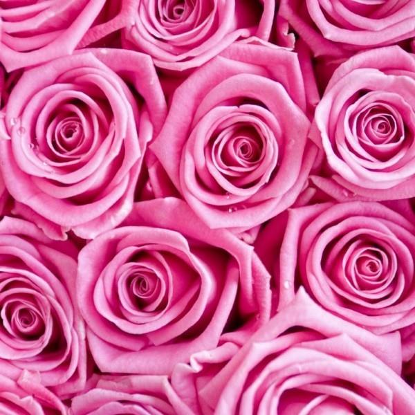 Värien symboliikka ruusuja kyllästetty vaaleanpunainen vivahde