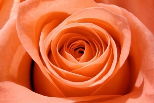 Värien symboliikka ruusuja kyllästynyt oranssi kaunis
