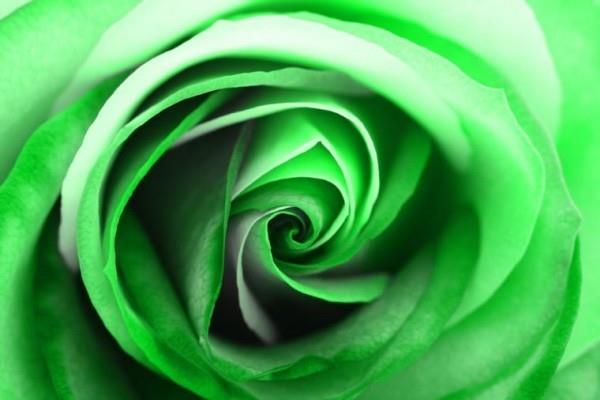 Värien symboliikka ruusut vihreä ruusu keinotekoisesti värillinen ideoita