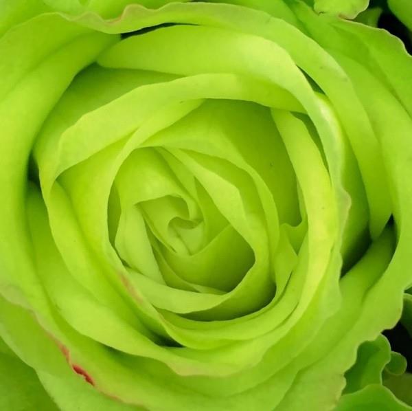 Ruusujen värisymboli vihreä ruusu keinotekoisesti värjätty