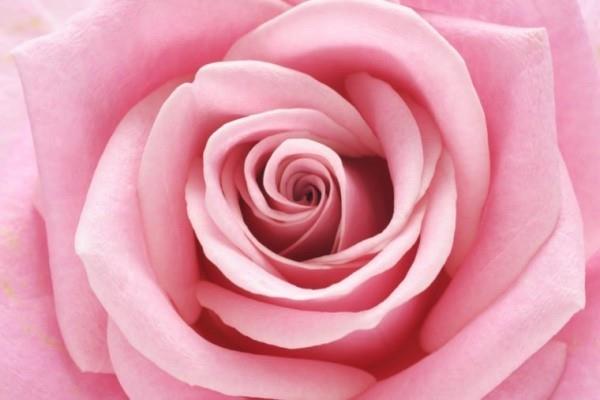 Ruusujen värisymboliikka vaaleanpunainen sävy Kauneutta luonnosta