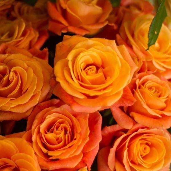 Ruusujen värisymboli oranssi ruusu symboloi onnea