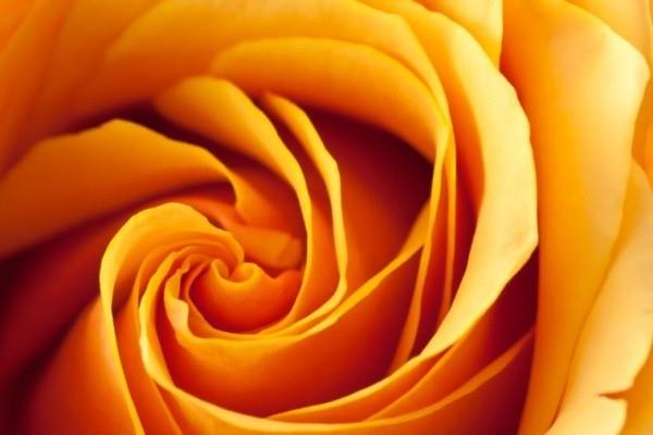 Ruusujen persikan oranssi ruusu värisymboli ilmaisee kiitollisuutta